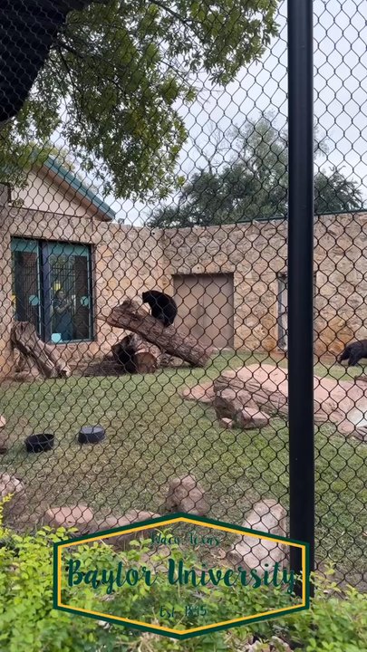 Baylor Bear Habitat - Zoos Near Me - Robinson, Texas