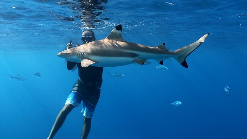 Snorkeling With Black Tip Reef Sharks poster