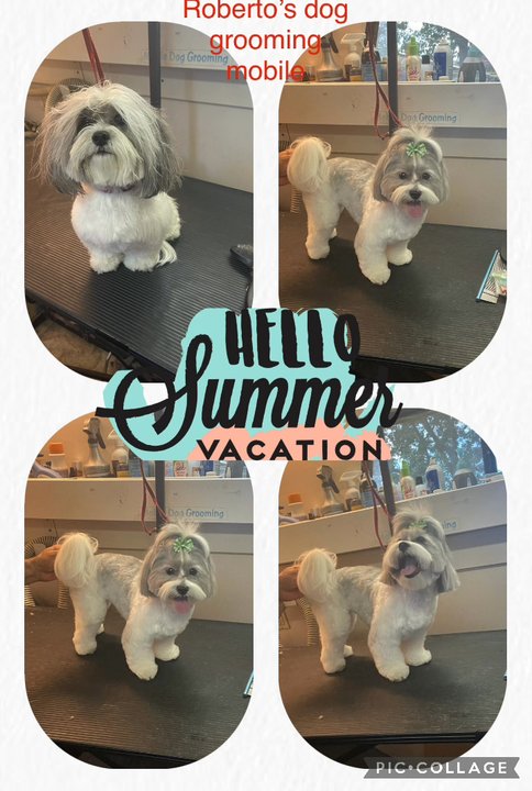 Robertos Dog Grooming Mobile - Pet Groomers Near Me