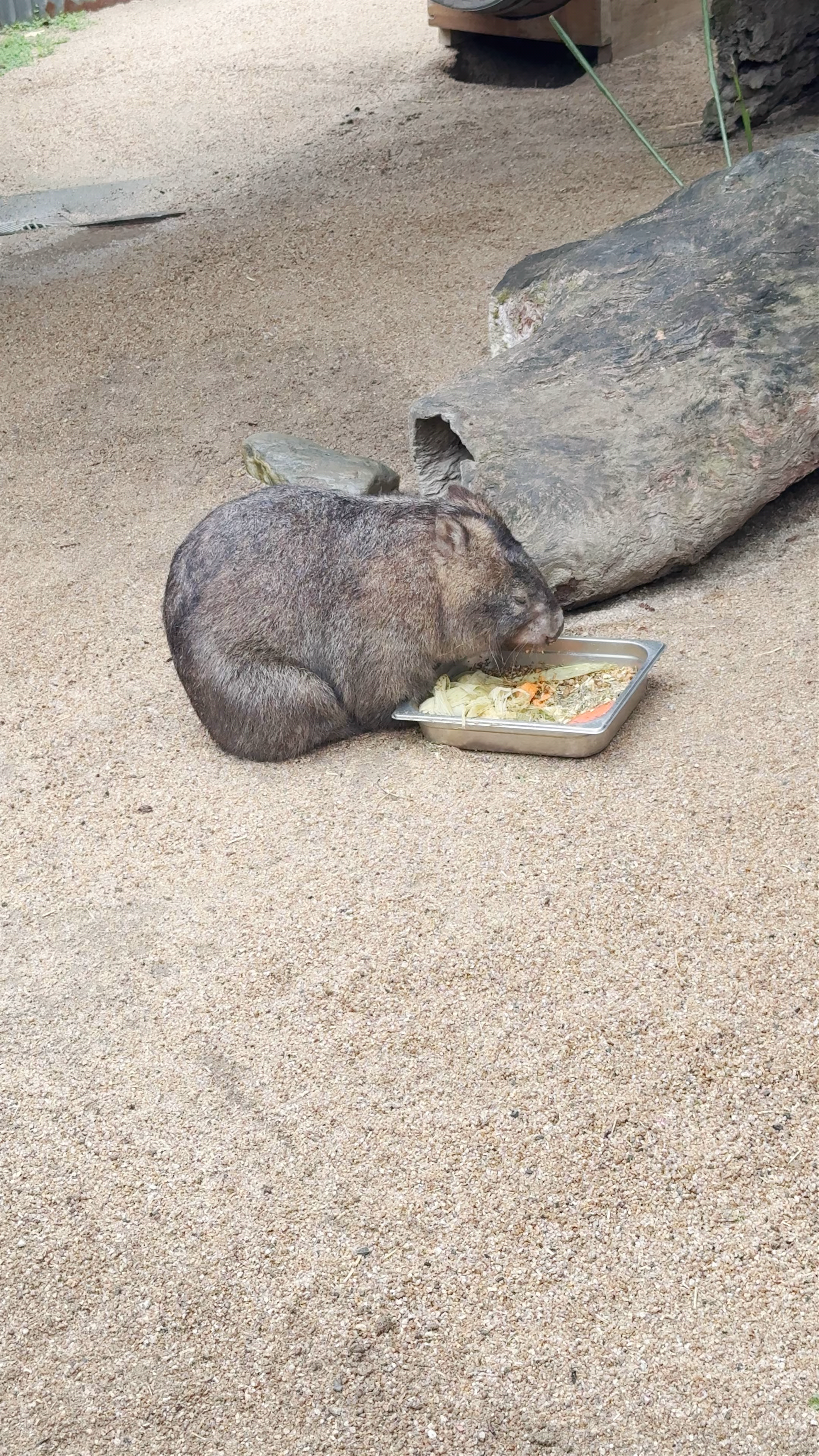 Kuranda Koala Gardens