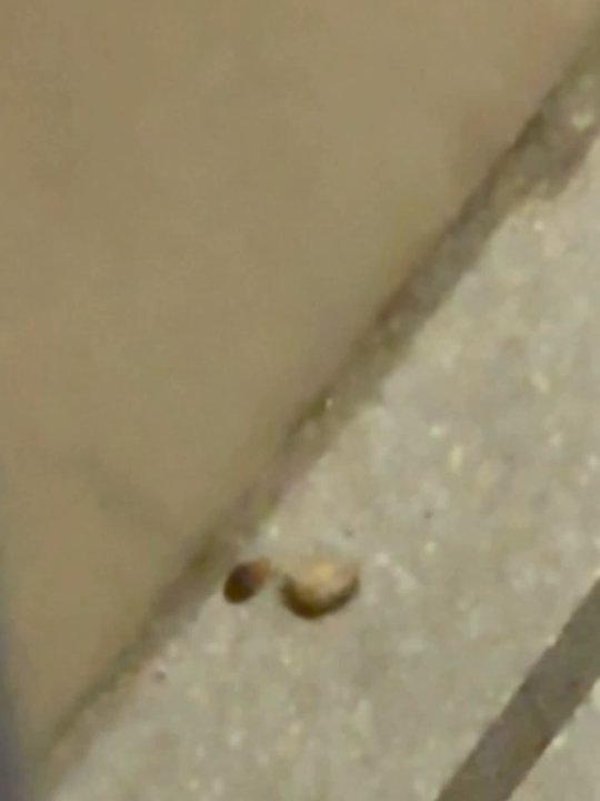 Sapp Bros Service Centers - Bedbug crawling on bathroom floor. - Commercial Truck Repair Near Me - Council Bluffs, Iowa