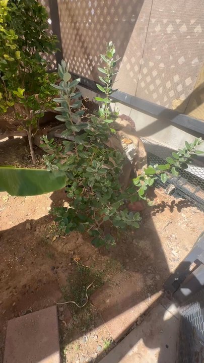 Tropica Botanical Nursery  - A few of the trees I got from Alex - Nurseries & Gardening Near Me - Apache Junction, Arizona