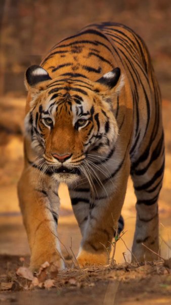 Photo of Our pride - our nati
