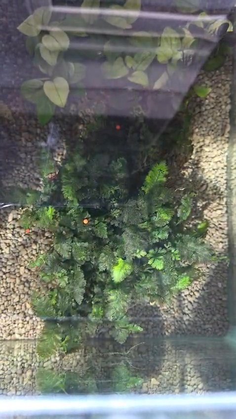 Big clump Indo Fern