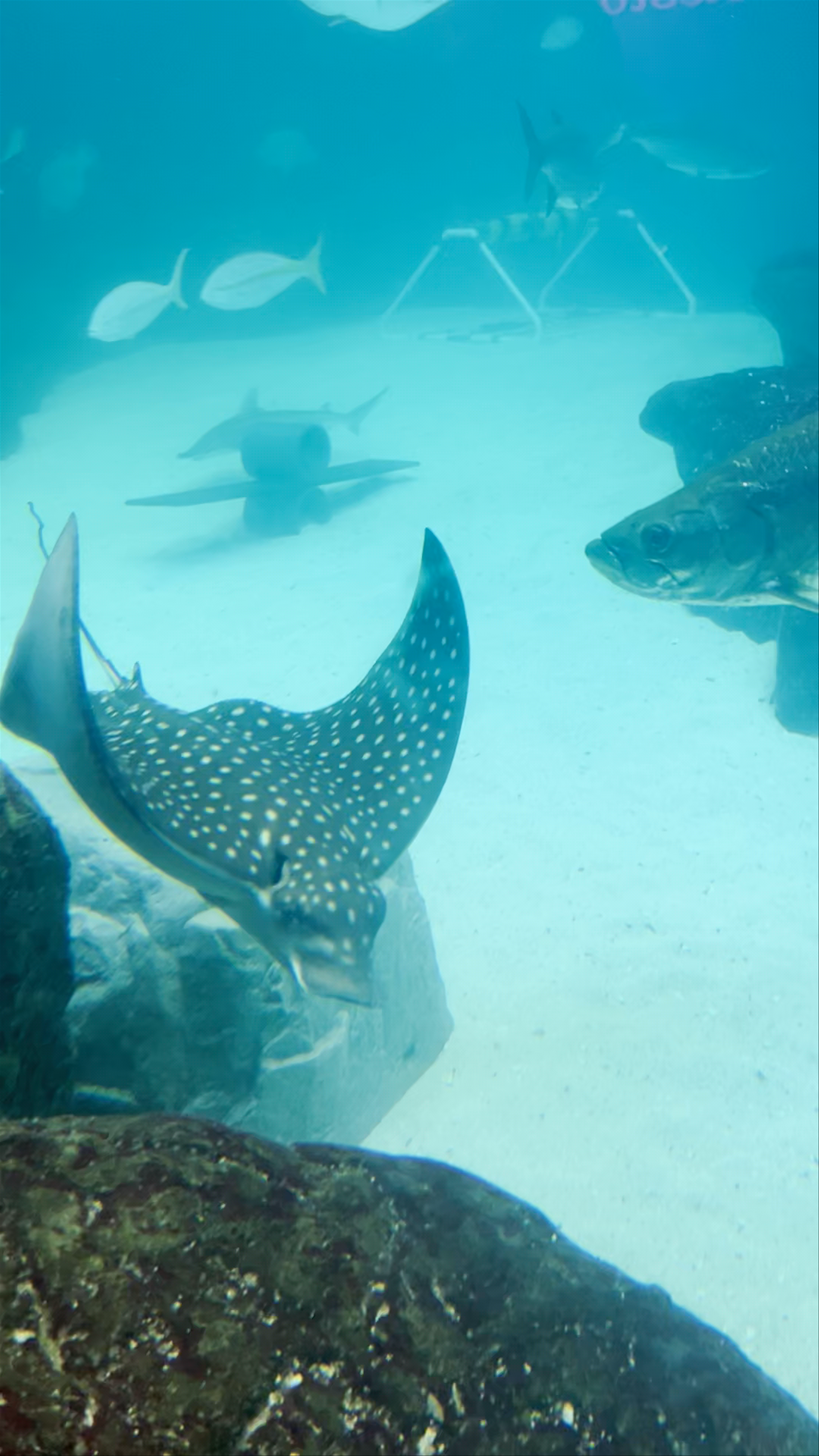 The Florida Aquarium