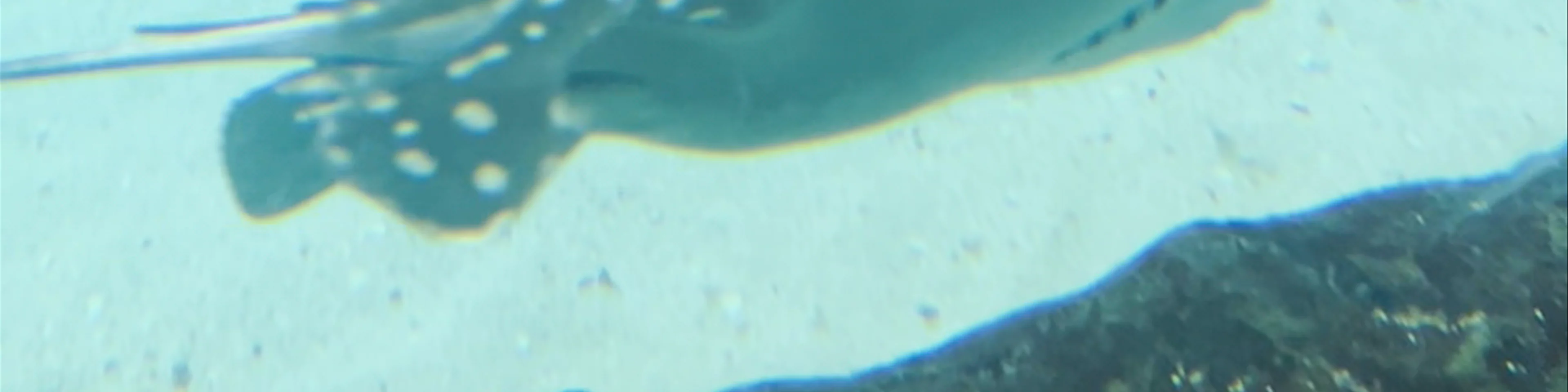 The Florida Aquarium