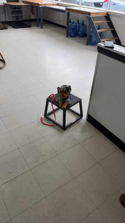 Chicago Canine Academy - Pet Training Near Me - Chicago, Illinois