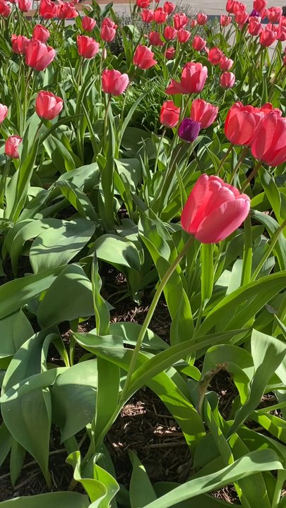 Franklin Square - So many tulips! - Parks Near Me