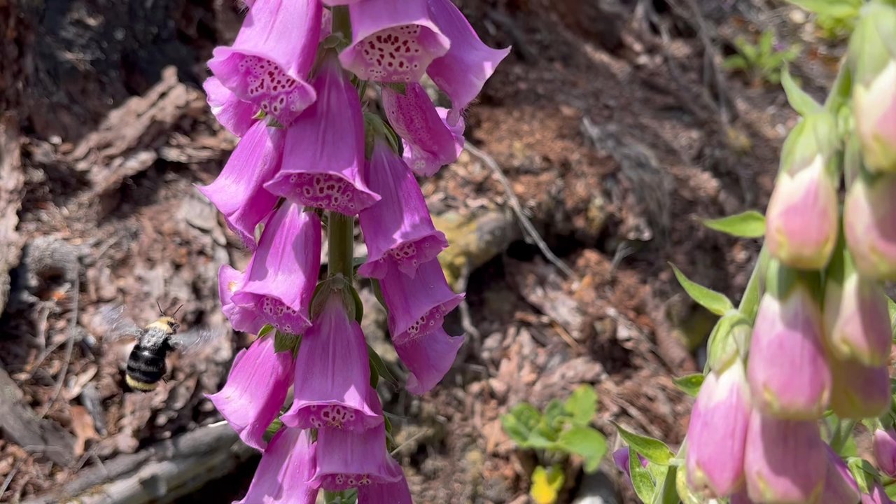 Tiger Mountain State Forest - Bumblebee - Parks Near Me - Snoqualmie, Washington