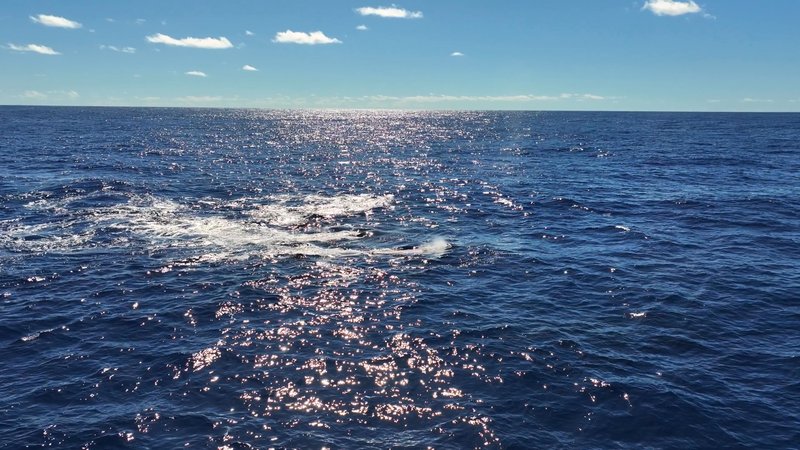 Humpback Whales Aerial poster