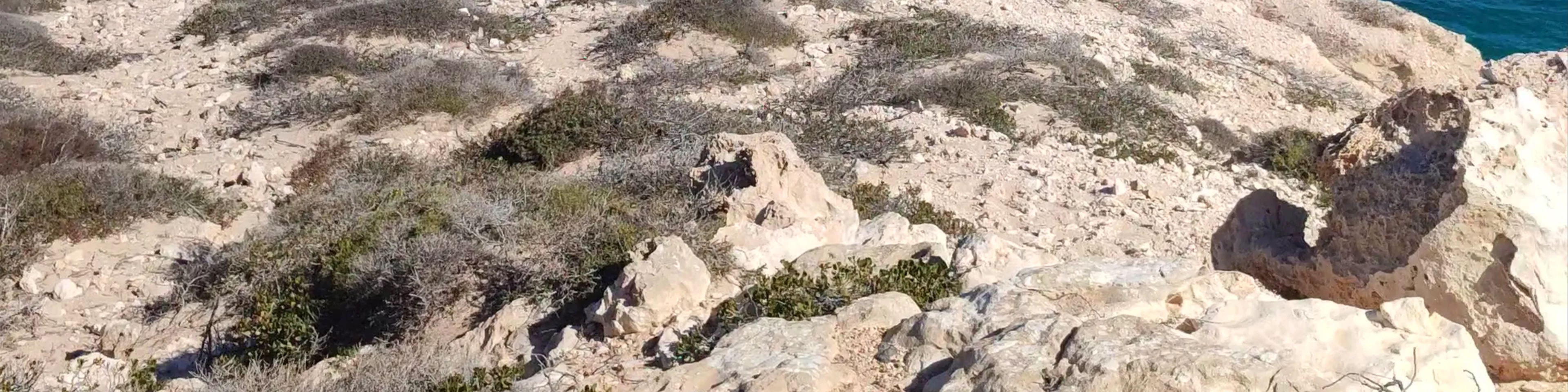 Island Rock