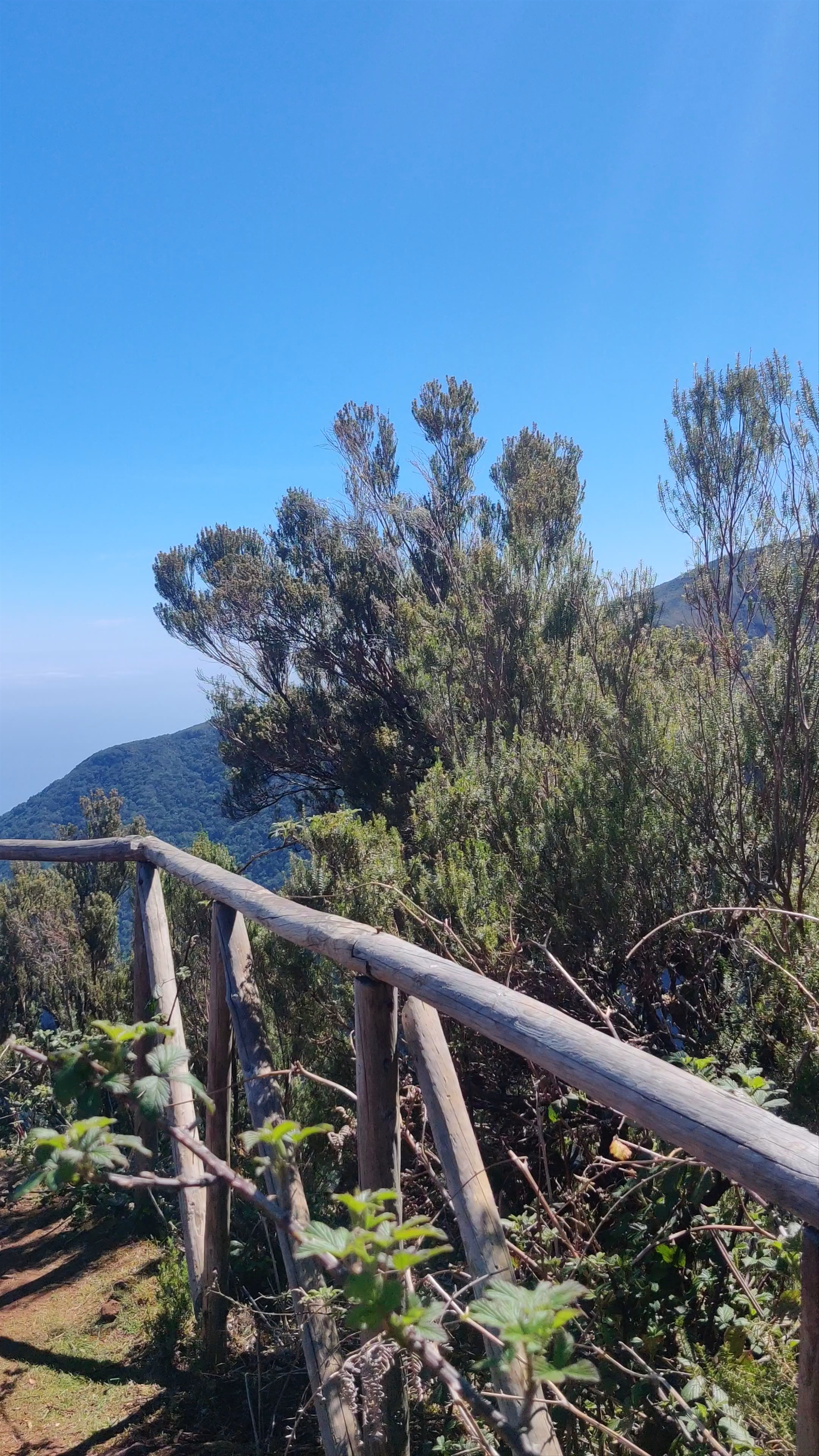Stunning Views and Lush Trails at PR13 Vereda do Fanal, Ribeira da Janela