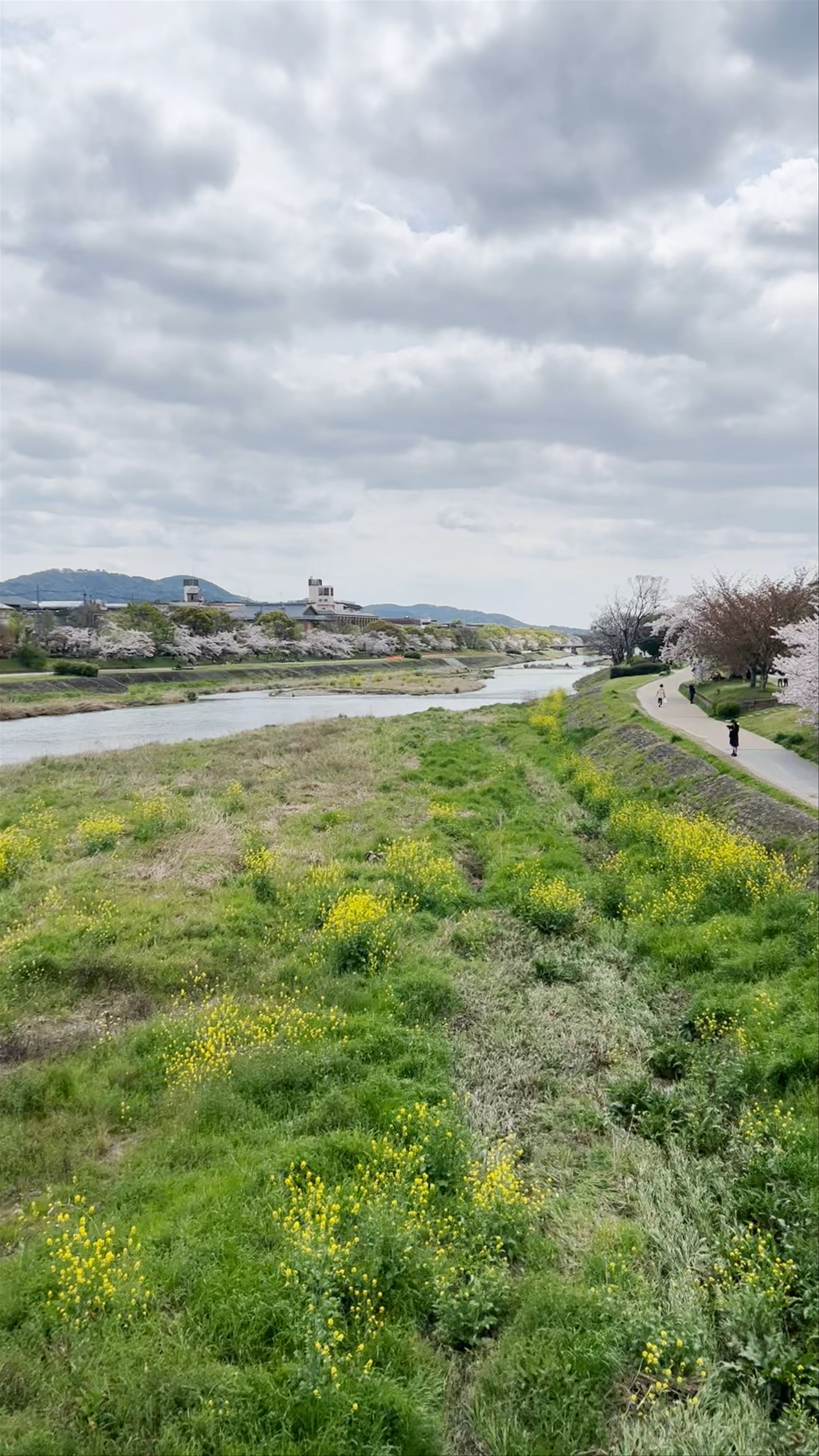 Kamo River