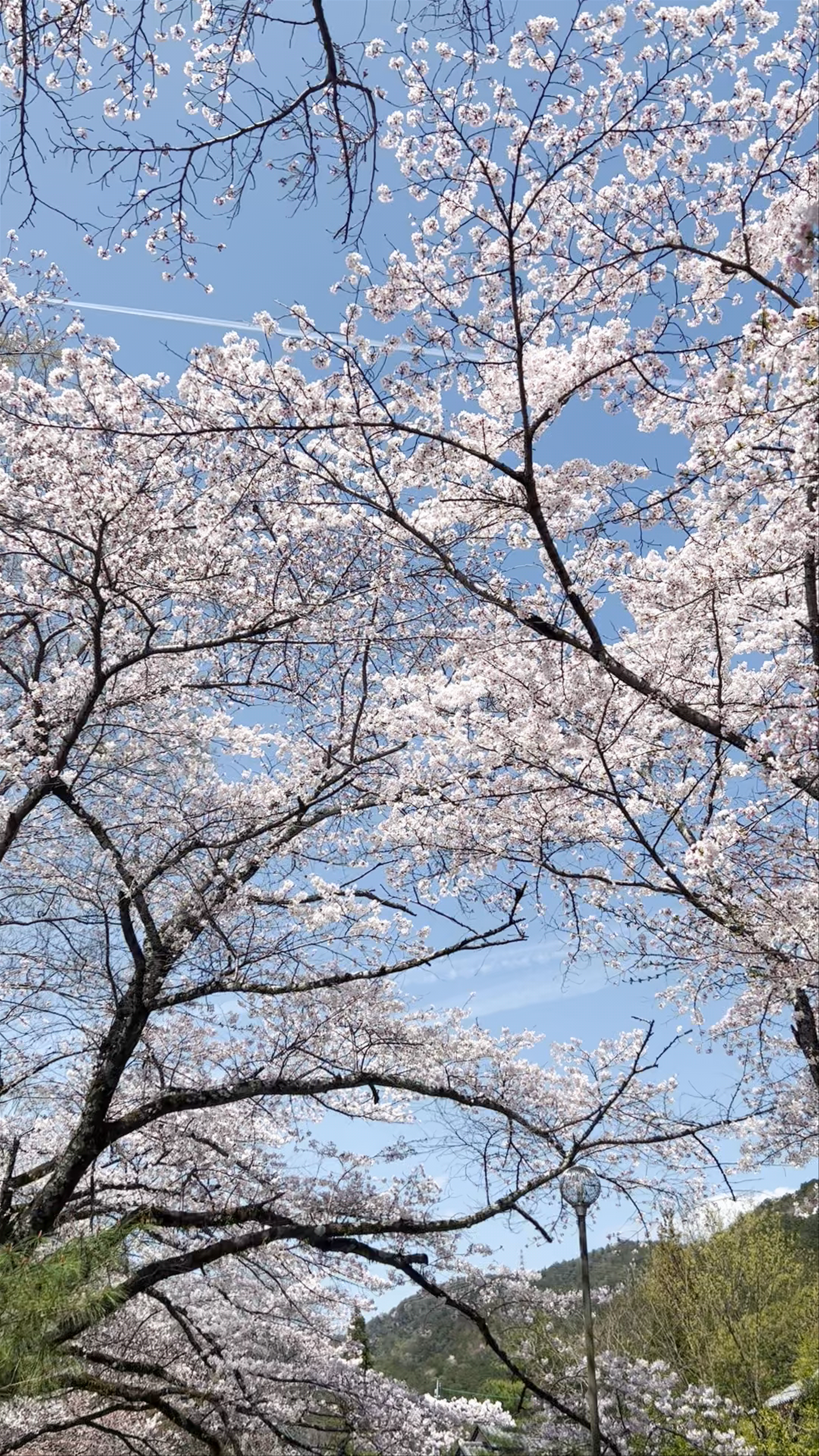 Springtime Serenity at Yamashina Canal, Kyoto