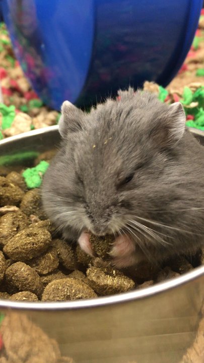 PetSmart Dog Training - Russian Hamster - Pet Groomers Near Me - Richmond Hill, Ontario