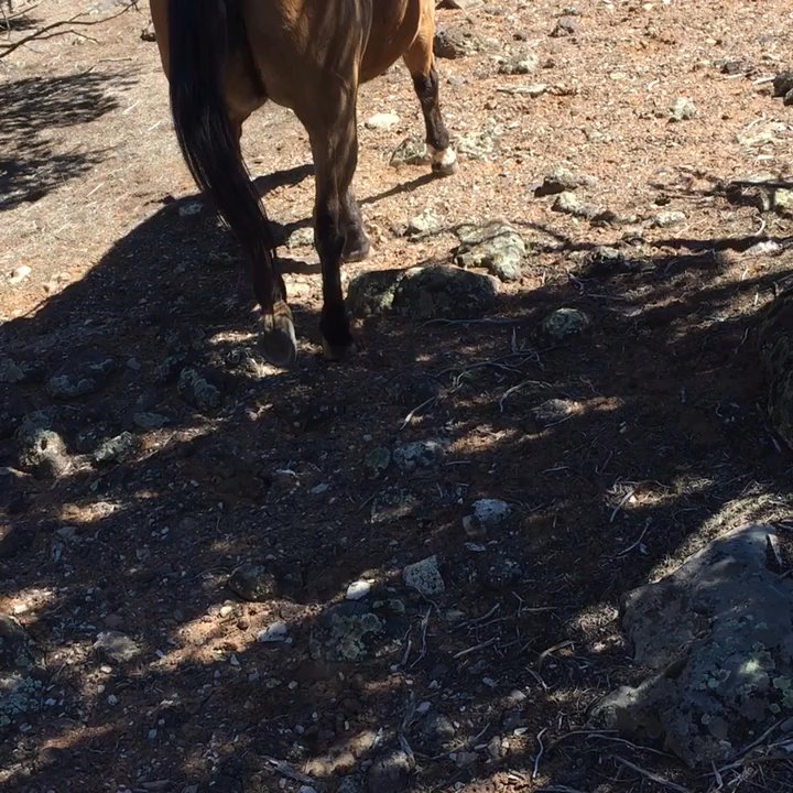 Rising K Ranch - Best experience ever!! Life time memory - Horseback Riding Near Me - Cedar City, Utah