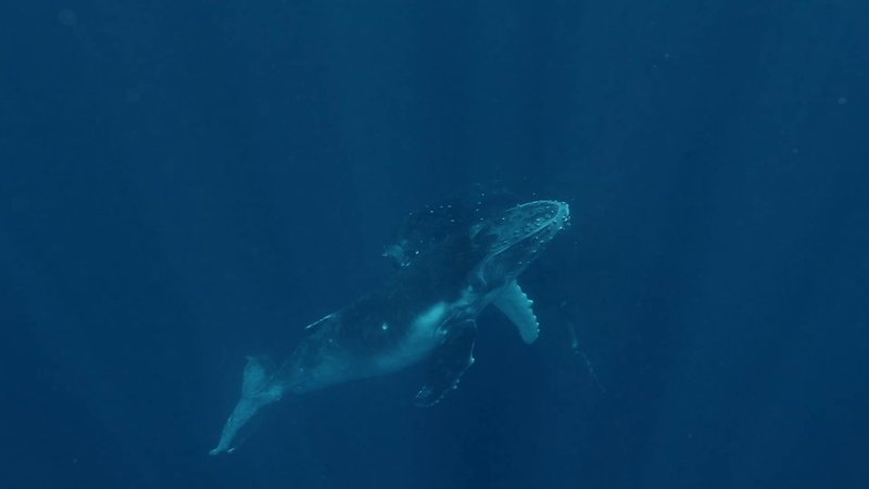 Humpback Whale Mother and Calf poster