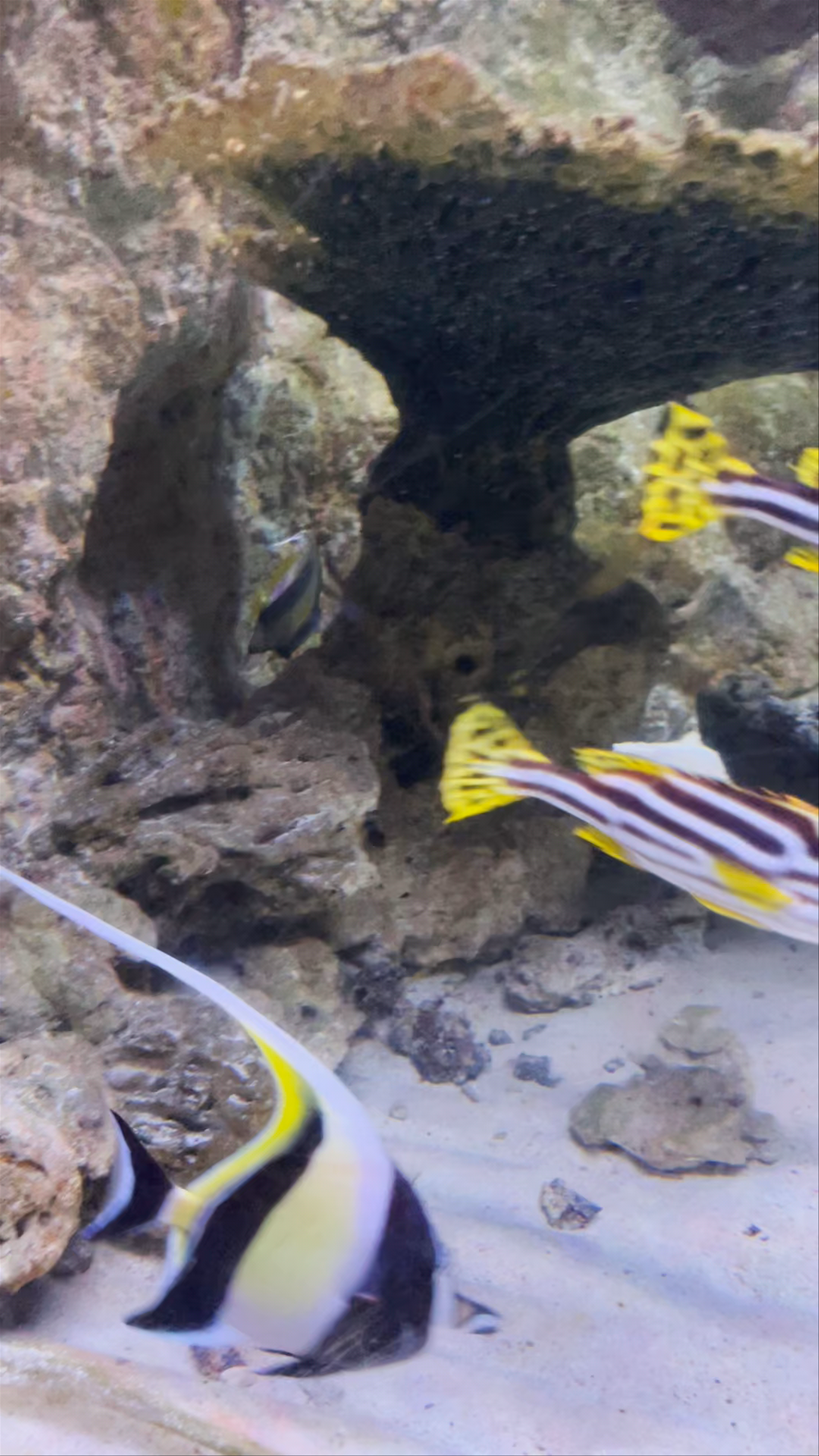 Blue Reef Aquarium Portsmouth