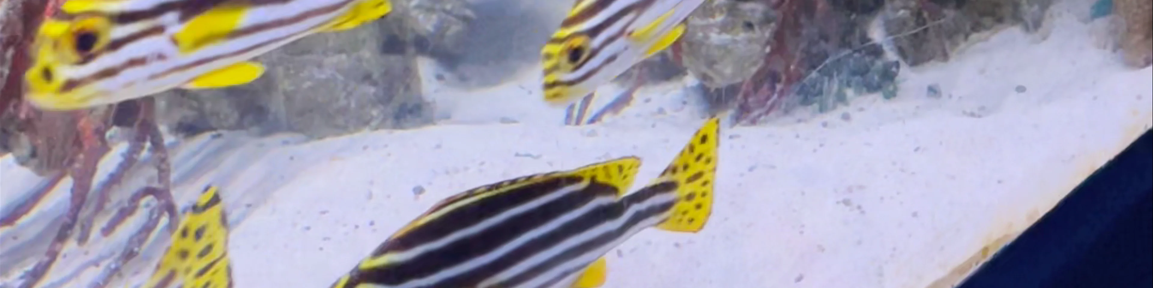 Blue Reef Aquarium Portsmouth