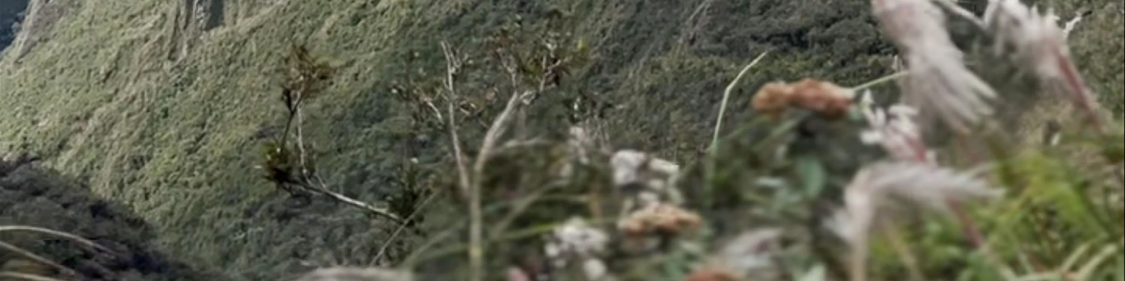 Alpaca Expeditions