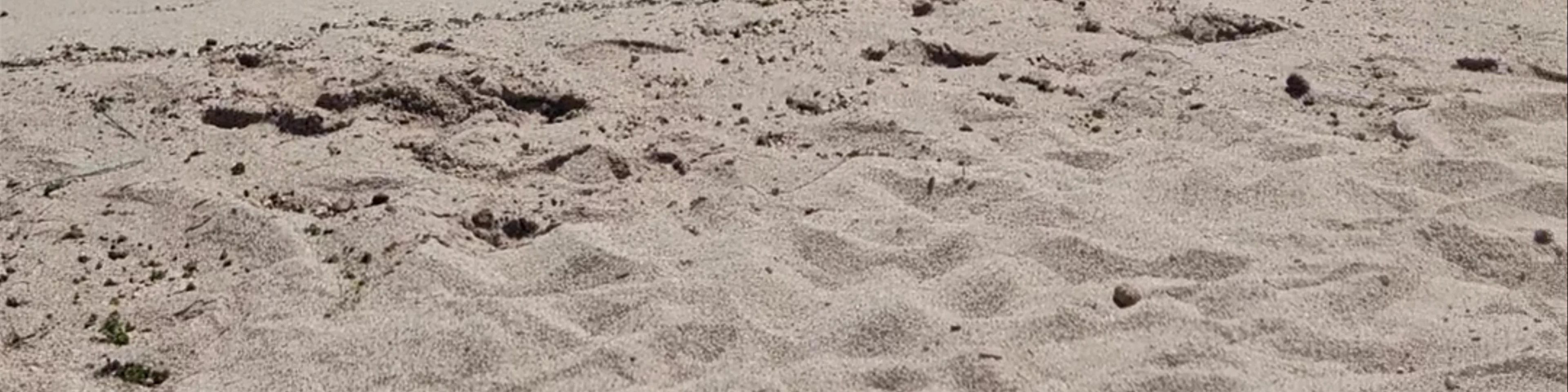 Playa Lobería