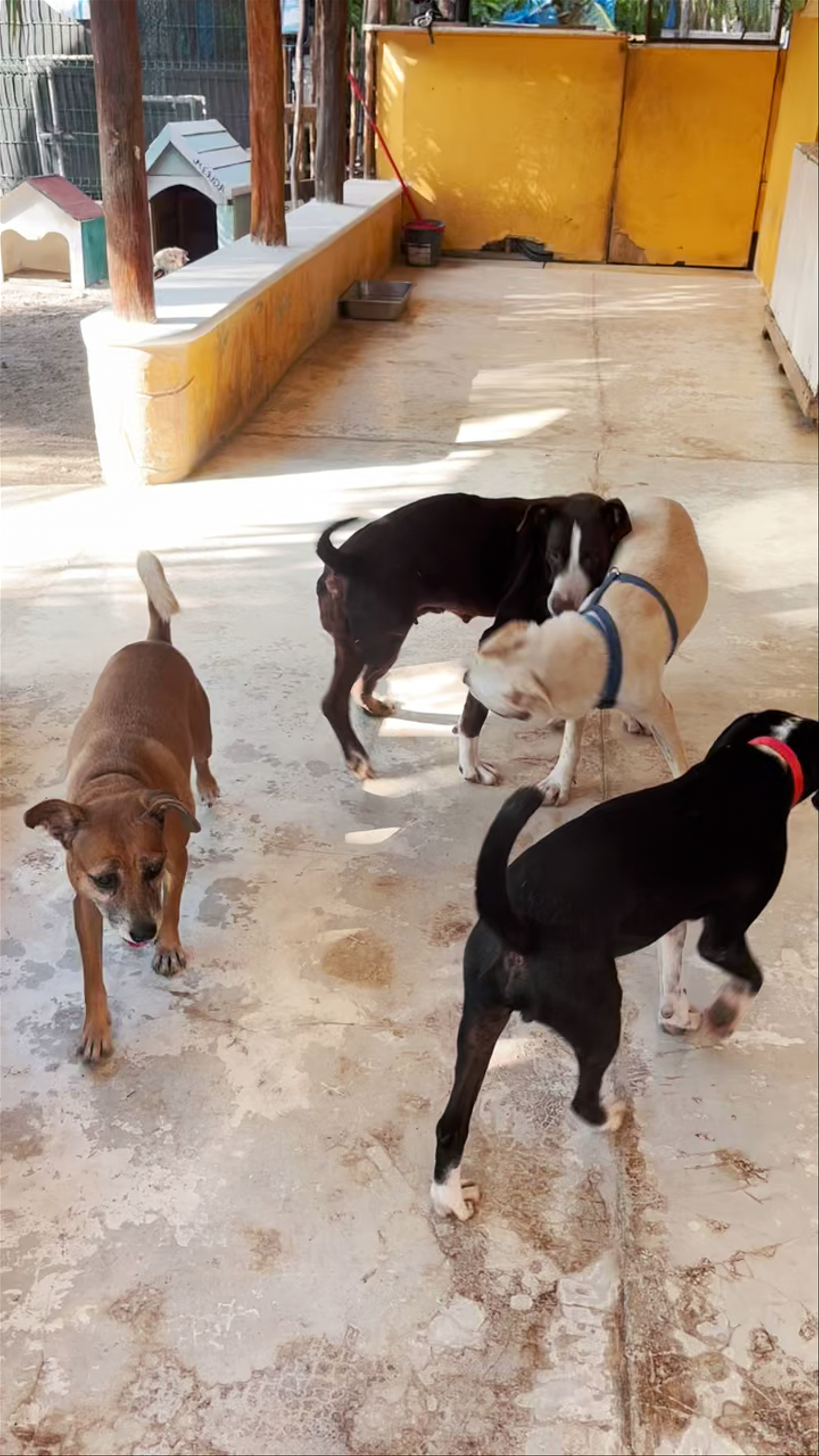 Refugio Holbox Animal Sanctuary