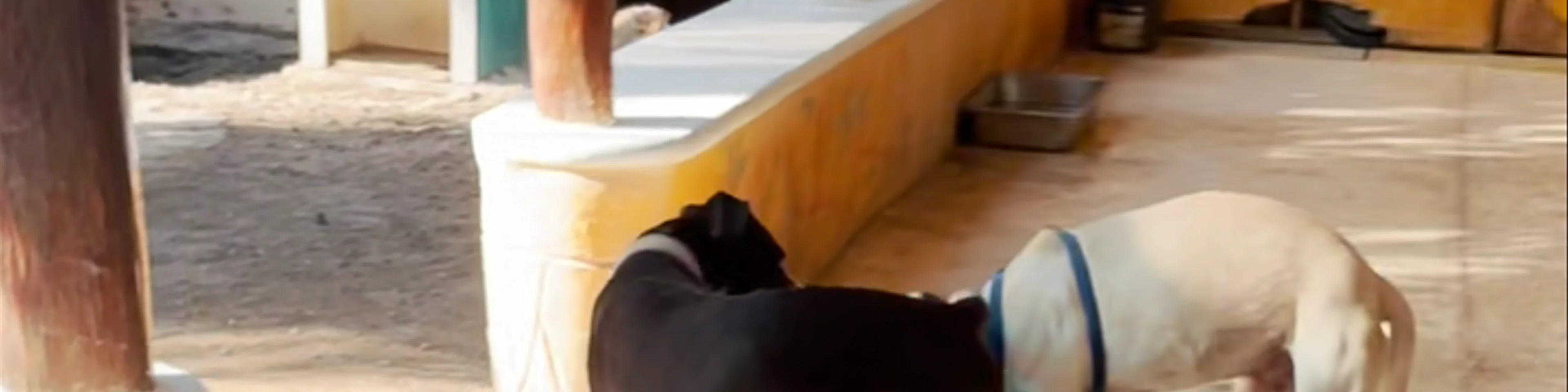 Refugio Holbox Animal Sanctuary
