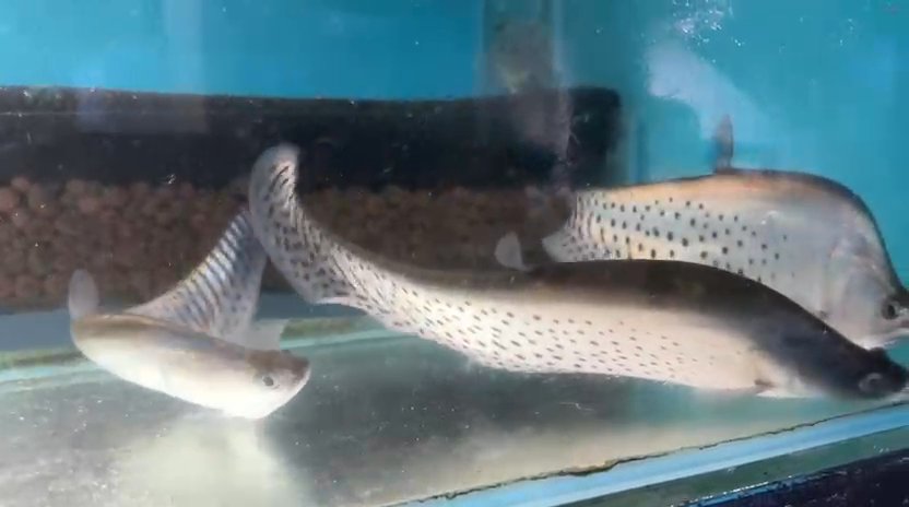 Royal clown knife fish