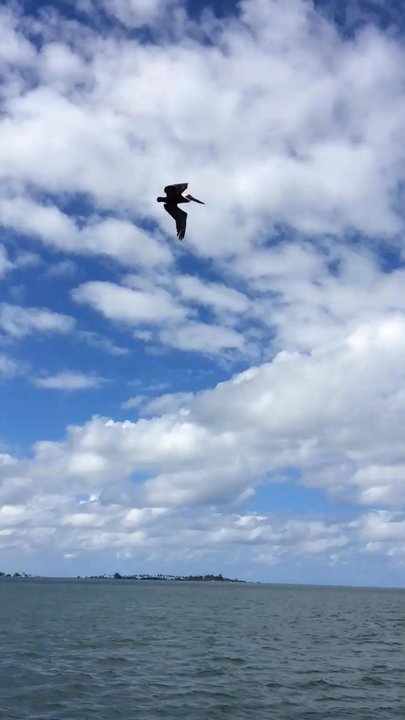 Cataño Ferry - A pelican flying next to the ferry. - Public Transportation Near Me