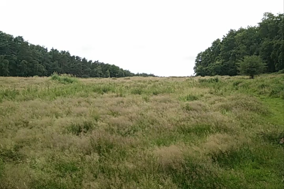 Hundewiese Kiesbarg - Viiiieeeel Platz zum flitzen...........ACHTUNG,Heini! :D - Dog Parks Near Me - Hamburg, HH