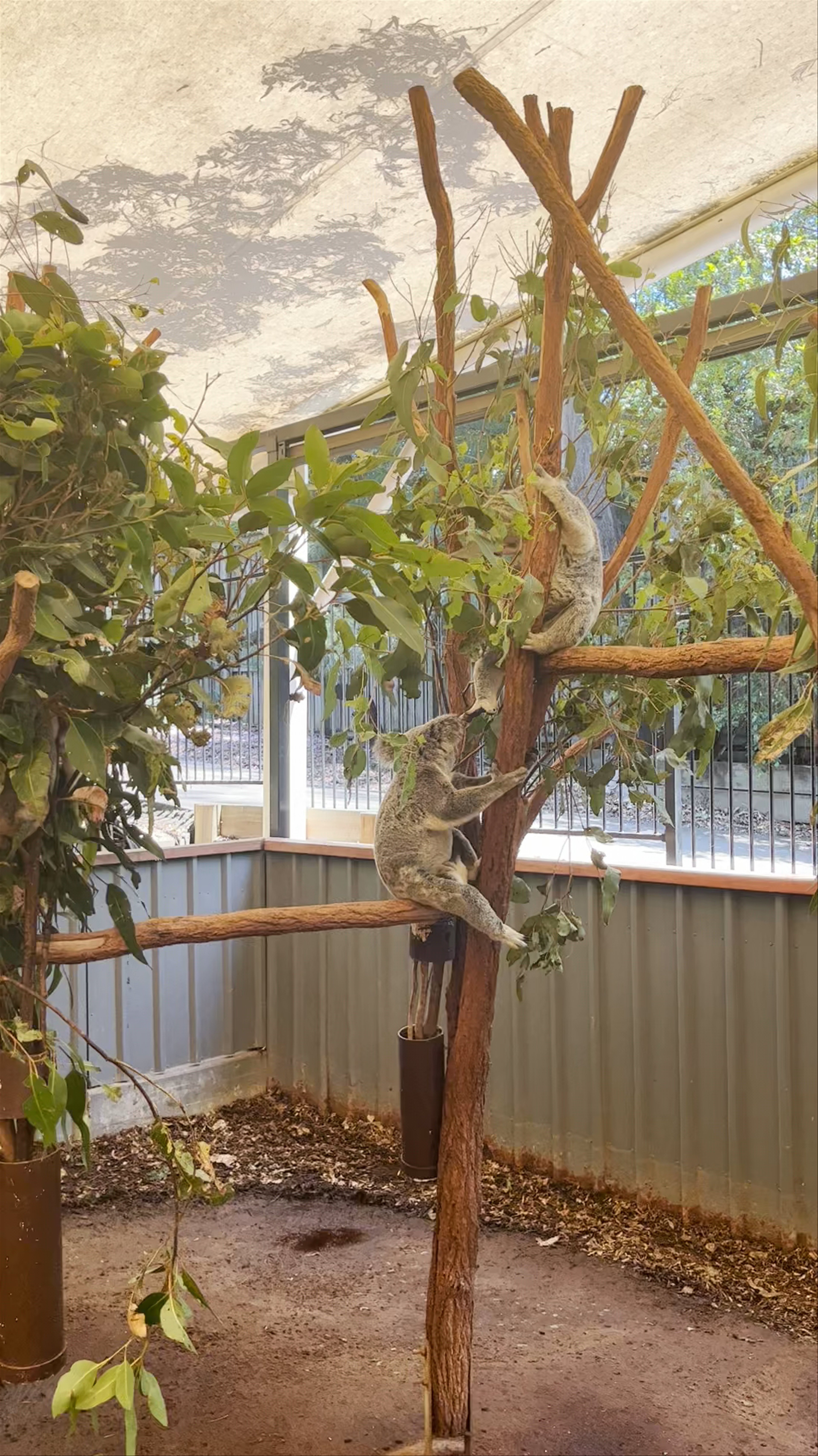 Lone Pine Koala Sanctuary: Intimate Wildlife Encounter in Queensland