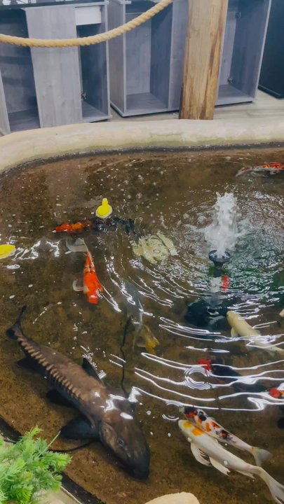 The Ocean Floor - Pet Stores Near Me - Phoenix, Arizona