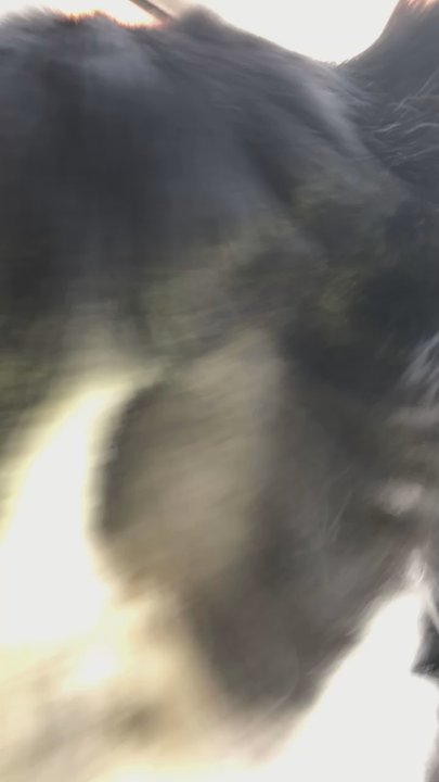 Doggie Style - DO NOT TAKE YOUR DOG HERE! Took 3 hours + there were uneven chunks cut from her fur, also $50! My poor pup - Pet Groomers Near Me - Key West, Florida