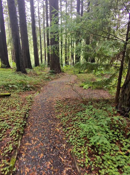 UC Botanical Garden at Berkeley - Redwoods - Botanical Gardens Near Me - Berkeley, California