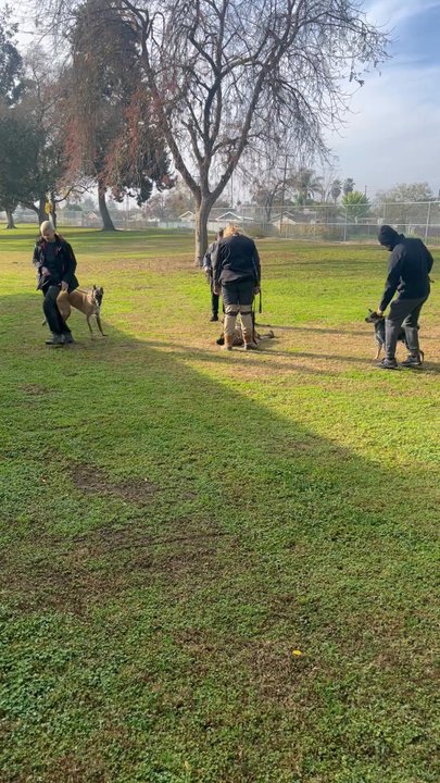 Be In Control Dog Training - Basic Obedience Group Class - confidence building - Pet Training Near Me