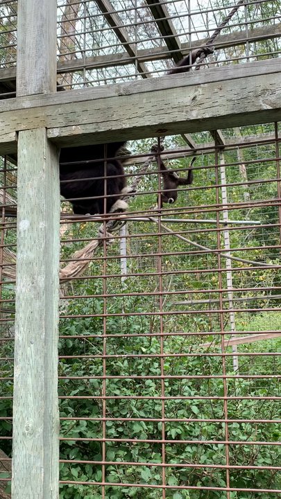 Elmvale Jungle Zoo - Zoos Near Me - Elmvale, Ontario