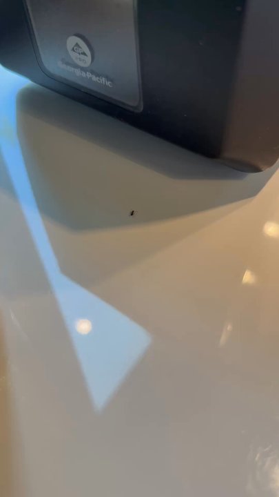 bb.q Chicken Buford - Ant on the table - Korean Near Me - Buford, Georgia