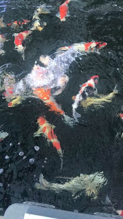 Koi Outlet - Local Fish Stores Near Me - El Monte, California