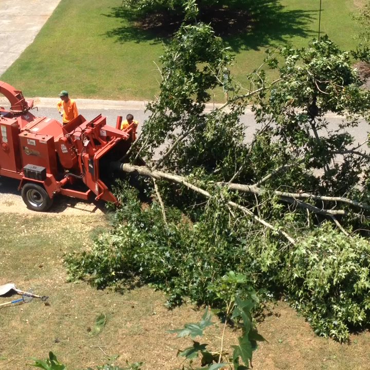 Stanley Tree and Landscaping - Our chipper eating a whole tree - Tree Services Near Me - Cartersville, Georgia