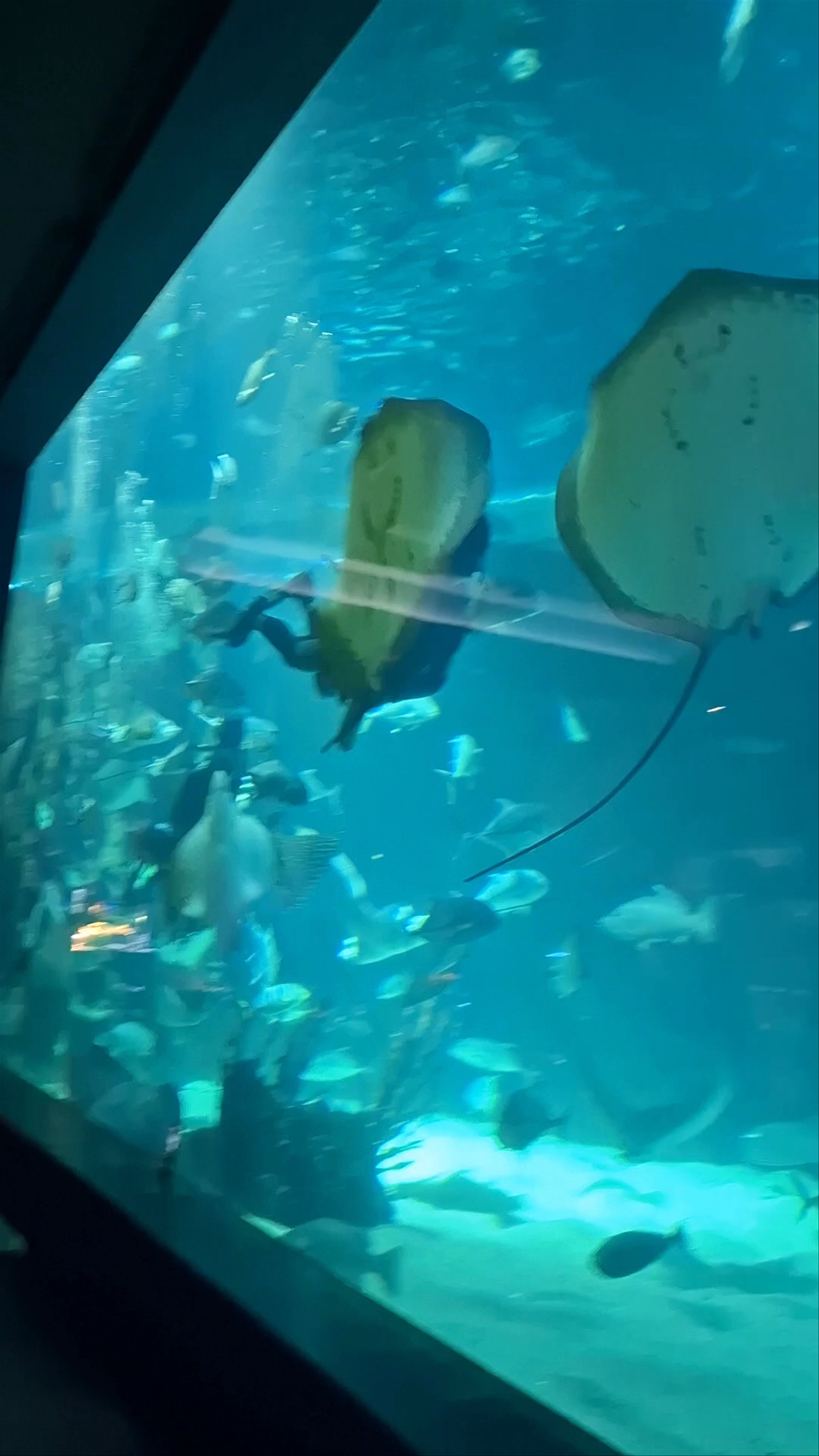Cebu Ocean Park