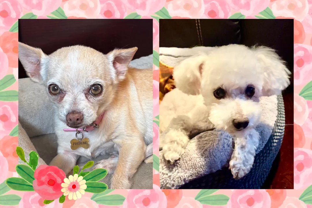 Groomingdale - Phoebe & Shirley - Pet Groomers Near Me - Los Angeles, California