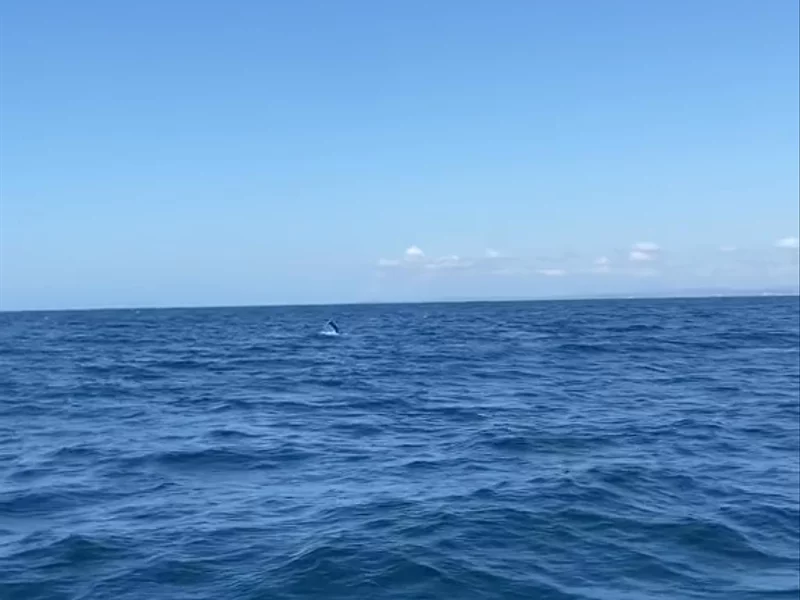 Gold Coast Experiences