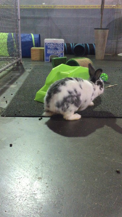 Divine's Pet Care - Hayy there! :D - Pet Groomers Near Me - Dulles, Virginia