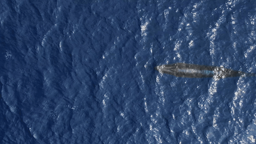 Sei Whale by Drone animated gif