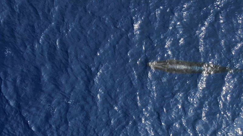 Sei Whale by Drone poster