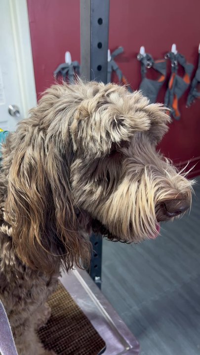 Le Pawrista - Barlow loves his pedicure moment! - Pet Groomers Near Me - Royal Oak, Michigan