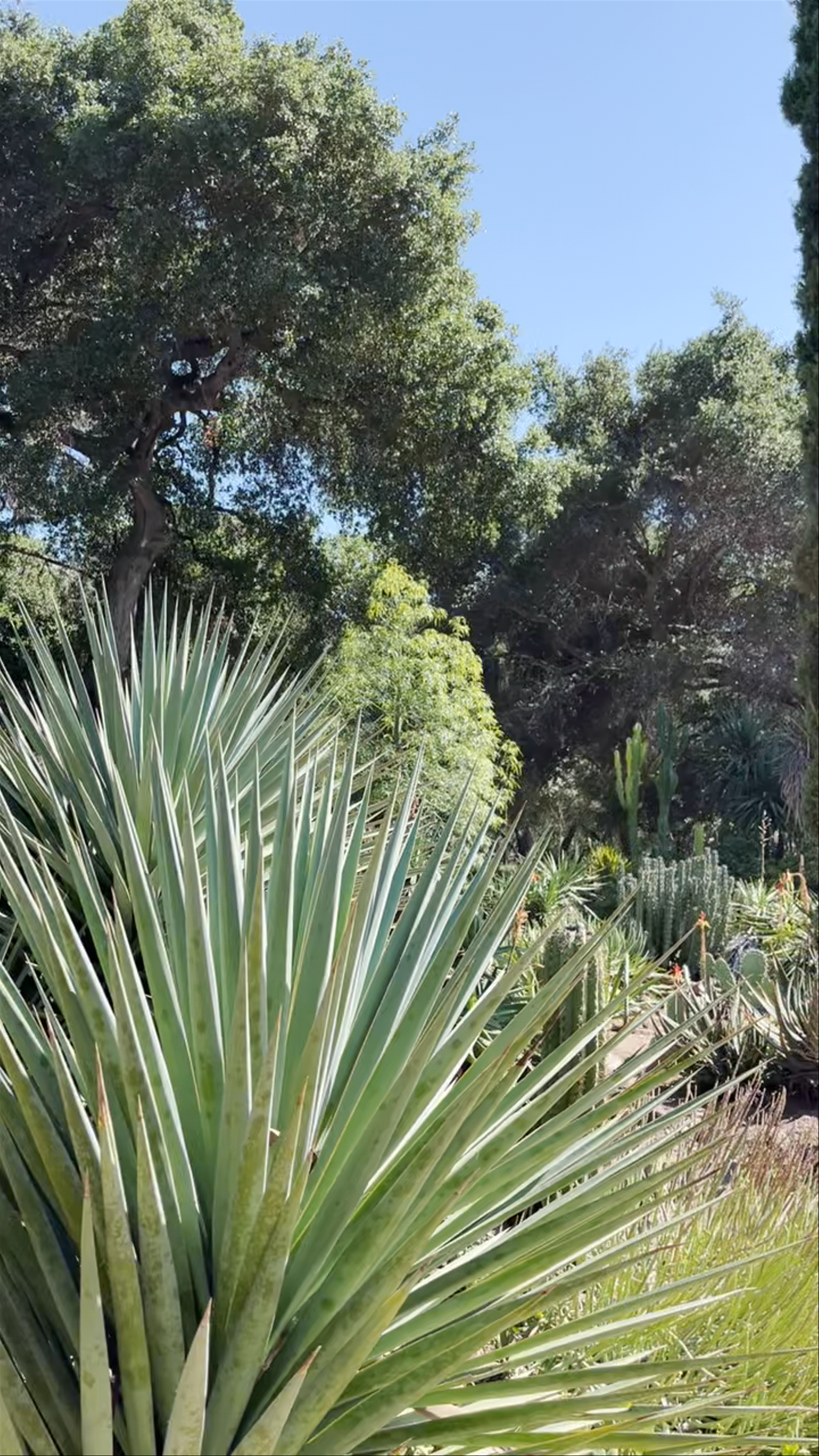 Arizona Garden: A Desert Oasis of Cacti and Succulents in Stanford, California