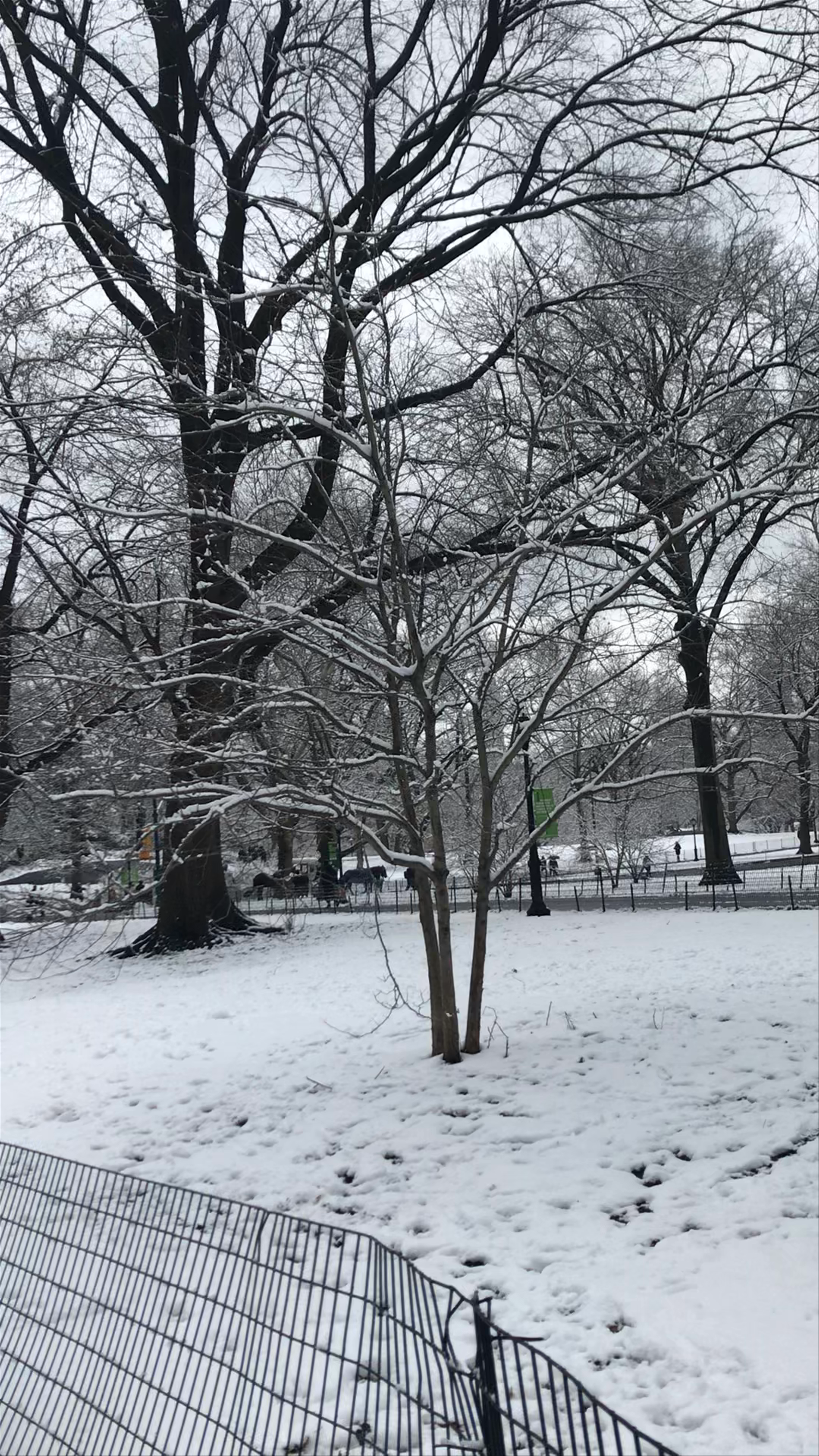 Winter Snowfall Walk in Central Park South, New York