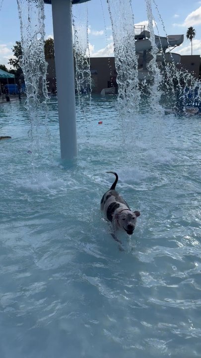 Pannell Meadowview Pool - Active Life Near Me - Sacramento, California