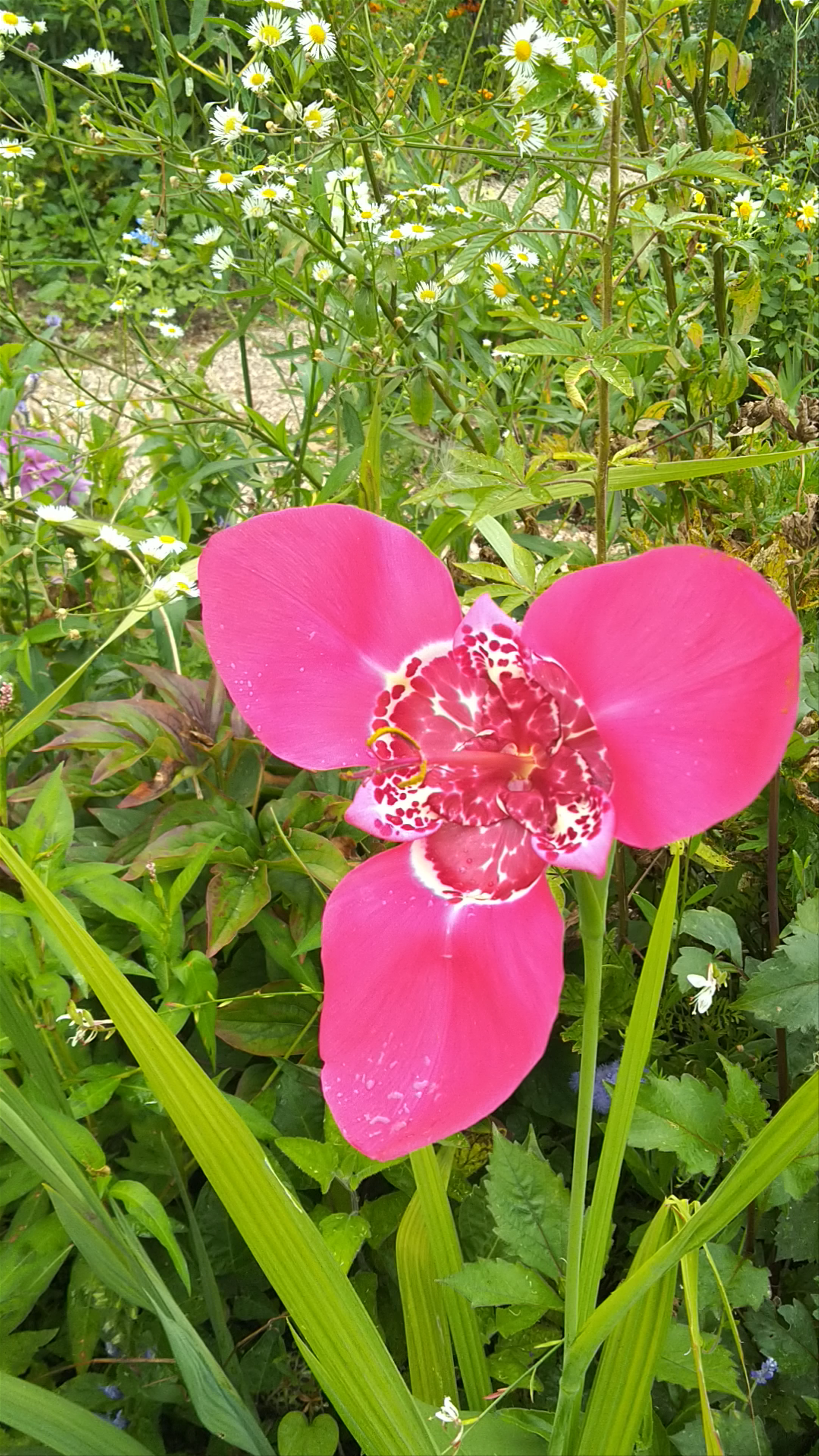 Monet's house & garden